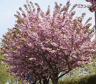 Baumblüte in Werder