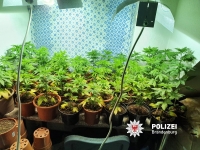 Cannabis Indoorplantage