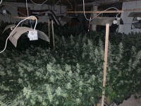 Cannabisplantage Kotzen