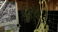 Cannabisfund in Kirchmöser