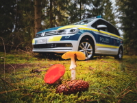 Polizei gibt Tipps für Pilzsuche
