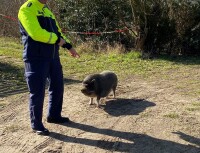 05.03.2025 PD Nord Hängebauchschwein.jpg