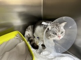 17.05.2024 PD Nord - Gerettete Katze