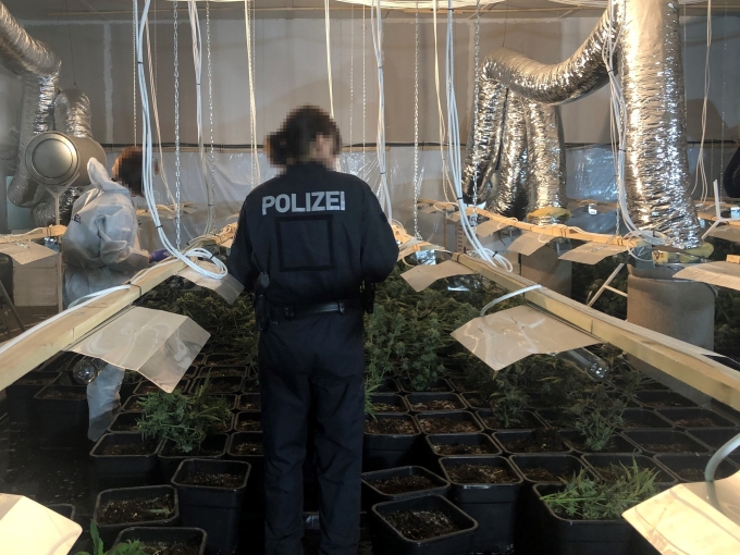 Kriminalisten sichern Cannabisplantage in Wiesenburg