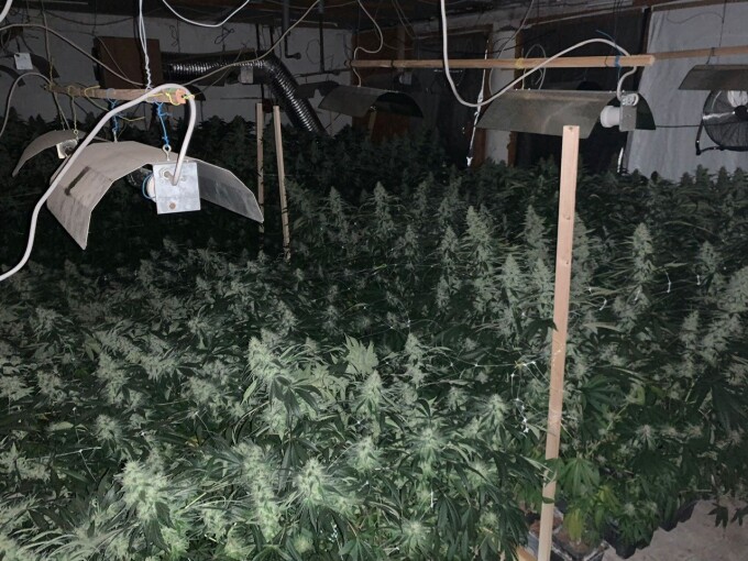 Cannabisplantage Kotzen